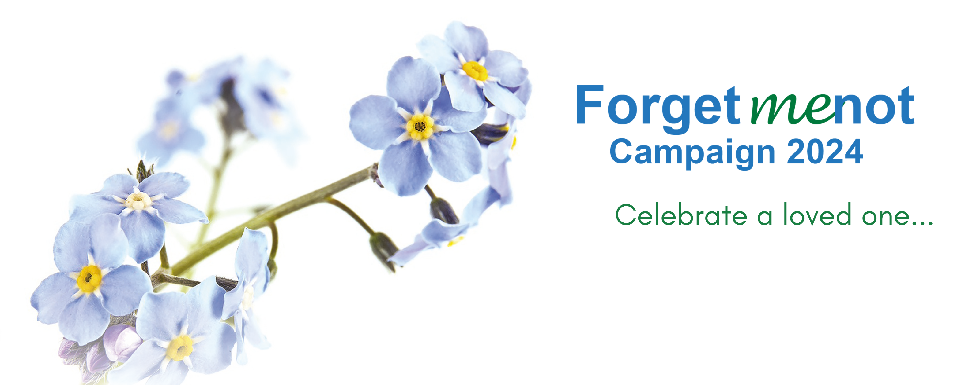 Forget Me Not 2024